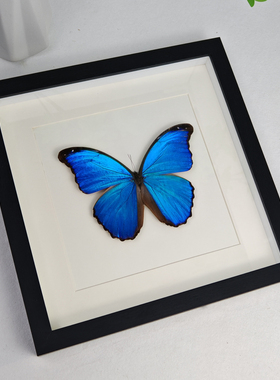 大蓝闪蝶真蝴蝶标本相框成品展示框昆虫罕见蓝色情侣生日礼物摆件