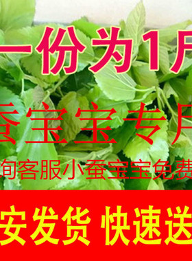 新鲜桑叶现摘嫩桑叶活蚕宝宝食物小学生养蚕工具套养育仓西安包邮