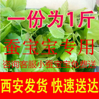 新鲜桑叶现摘嫩桑叶活蚕宝宝食物小学生养蚕工具套养育仓西安包邮