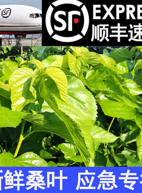 顺丰包邮蚕宝宝饲料新鲜桑叶养蚕喂蚕现摘鲜嫩桑树叶蚕叶小蚕食物