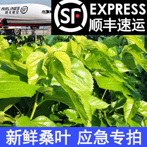 新鲜桑叶顺丰包邮蚕宝宝食物