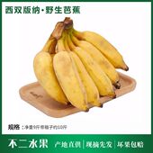 云南新鲜野生芭蕉现摘现发大香蕉热带水果自然熟正宗芭蕉9斤 包邮