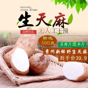 贵州德江高山新鲜天麻深山现挖麻直发野生冬麻包邮