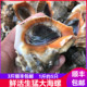 海螺鲜活海鲜水产大海螺鲜活贝类超大野生大海螺连云港生猛海鲜