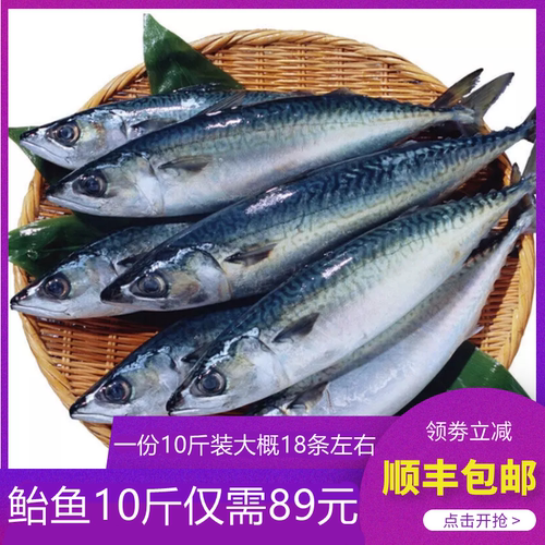 新鲜鲐鲅鱼 整条海鲜活冷冻 10斤青占鱼燕鱼青花鱼生鲜食材
