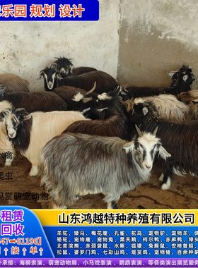 网红宠物羊 侏儒羊 长不大的宠物羊 尼日利亚矮山羊 活体养殖资料