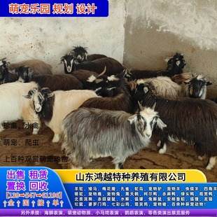 网红宠物羊 侏儒羊 长不大的宠物羊 尼日利亚矮山羊 活体养殖资料