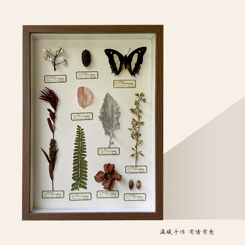 特价真蝴蝶植物标本装饰画圣诞礼物侘寂ins文艺风客厅卧室摆挂件图片