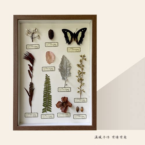 特价真蝴蝶植物标本装饰画圣诞