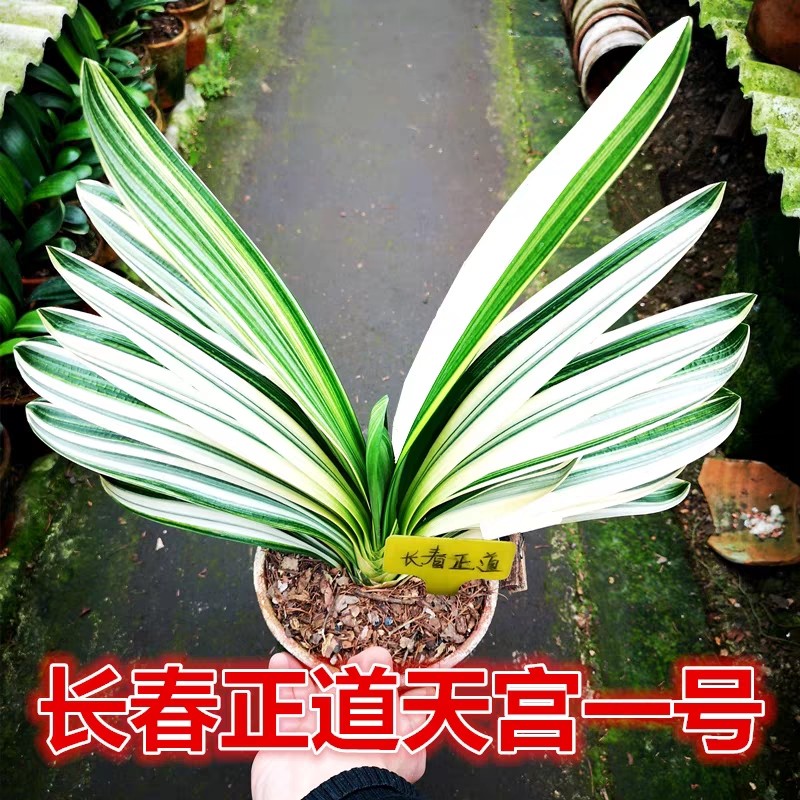 长春新款彩兰 天宫一号君子兰 瓷白墨绿油麻彩鸳鸯一线天覆轮小苗