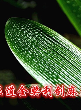 长春正版精品君子兰 中华利剑麻王塔座 国兰小苗坑纹油匠技师大桥