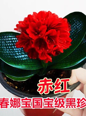 长春短叶君子兰盆栽精品黑珍珠圆头和尚麻脸油匠宽叶坑纹绿植包邮