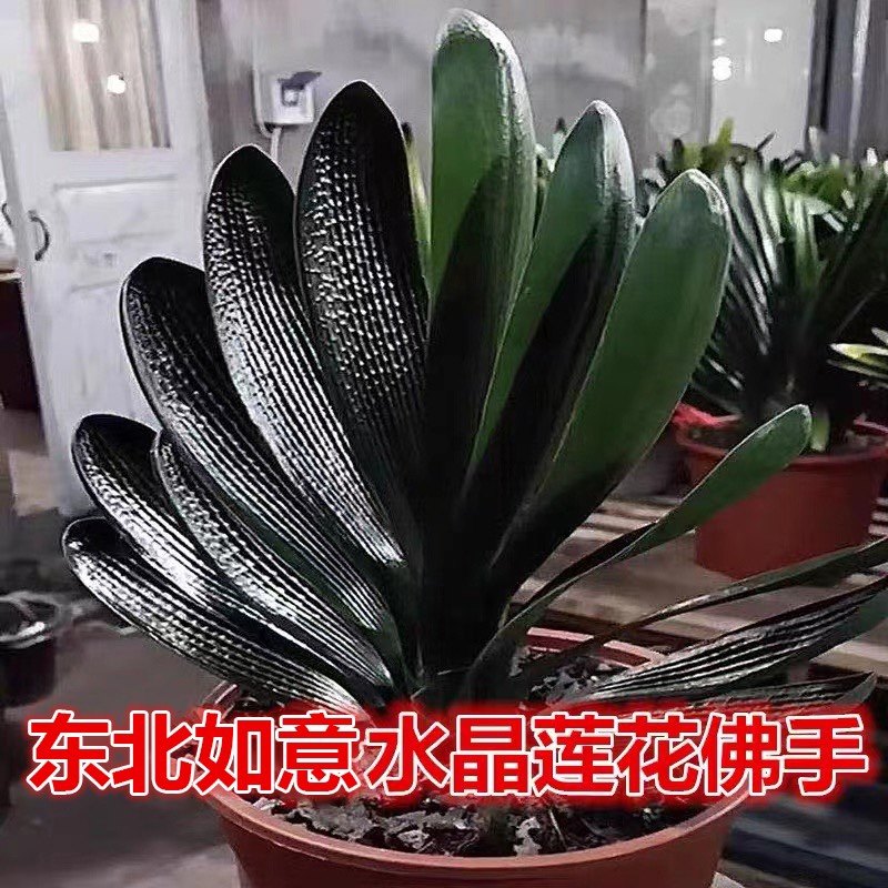 东北精品君子兰盆栽花卉水晶莲花佛手名贵珍珠宽短叶油匠圆头小苗