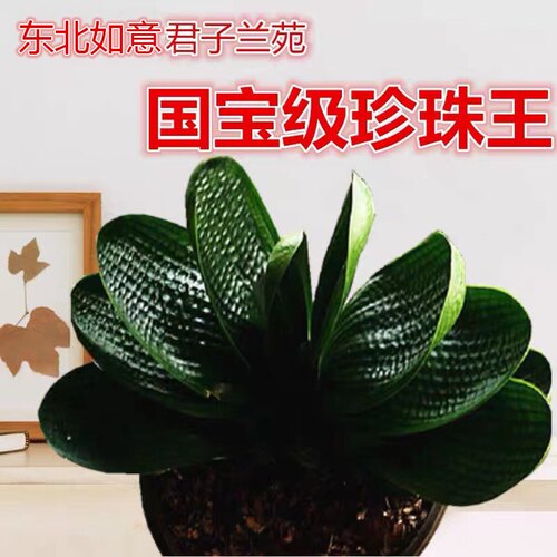东北精品君子兰盆栽花卉小苗虎头珍珠名贵麻脸特级圆头短叶和尚