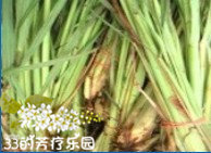 Organic Lemon Grass Lemongrass oil 10ML Essential oil bottling *EDENin the Skin Care/Body/Essential oils , Aromatherapy essential oils , Essential oils  category - from Buy2taobao.com to provide professional Taobao agent buy service