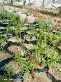 营养钵文冠果苗补风水状元树可传家文冠茶易活观赏植物可制文冠茶