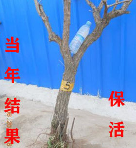 枸杞庭院阳台美化食用价廉容易活