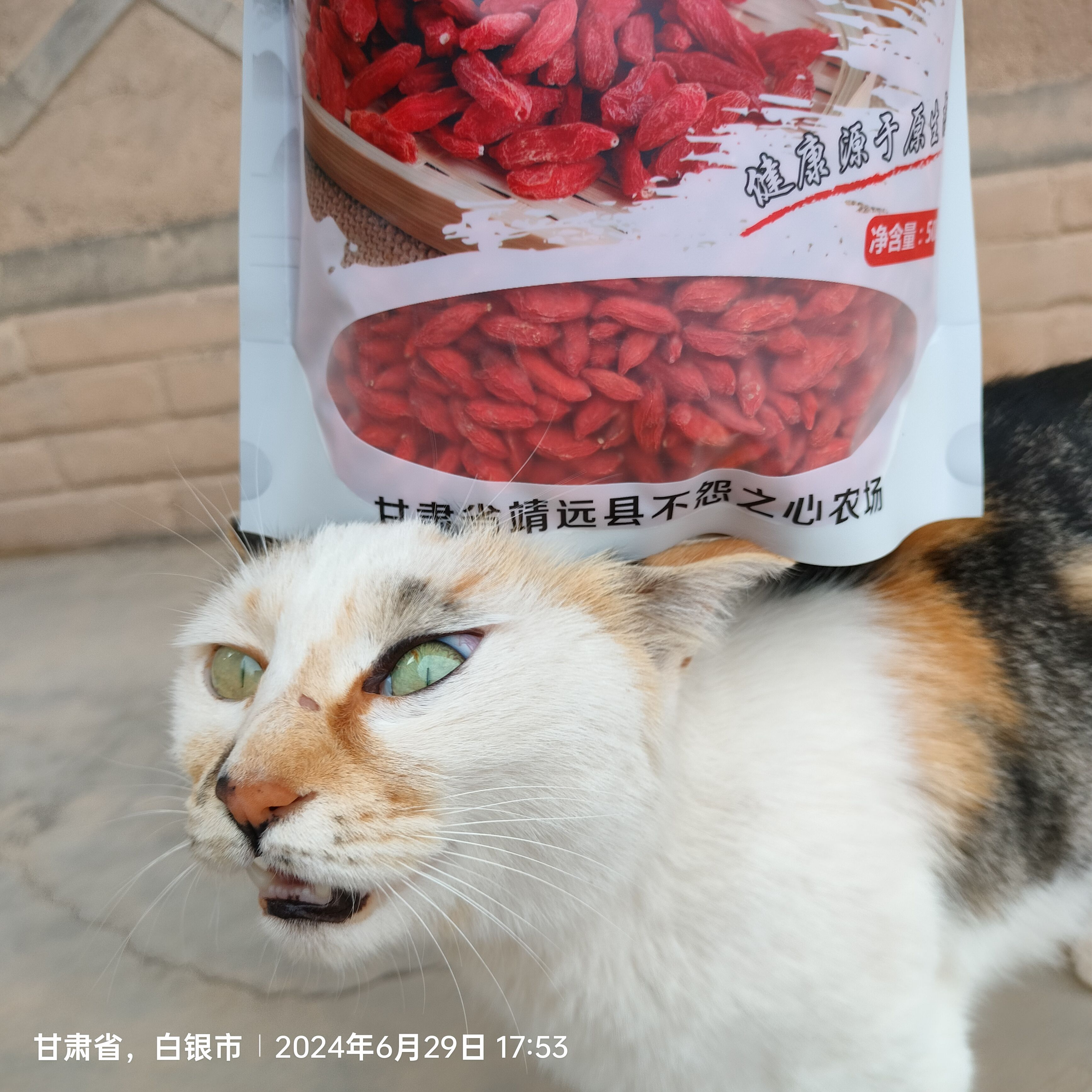 21年靖远宁夏出口级别农家产枸杞