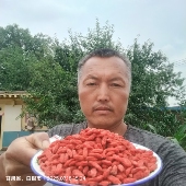 公元 2025年头茬枸杞种了半辈子枸杞靖远枸杞农人自产自销送硫检测