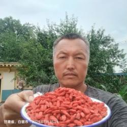 公元2025年头茬枸杞种了半辈子枸杞靖远枸杞农人自产自销送硫检测