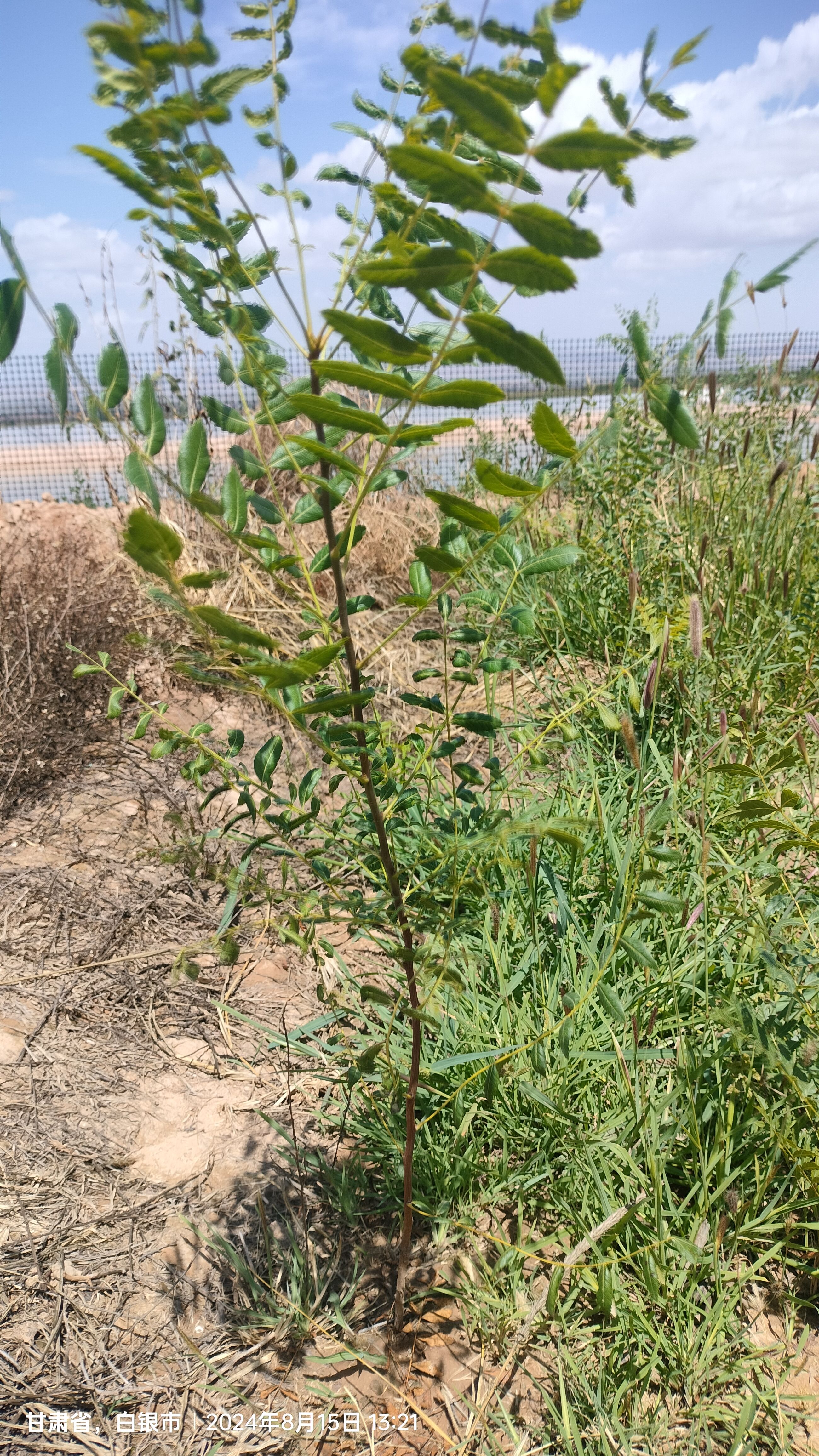 文冠果之乡文冠果苗补风水状元树可传易活观赏植物可制文冠茶