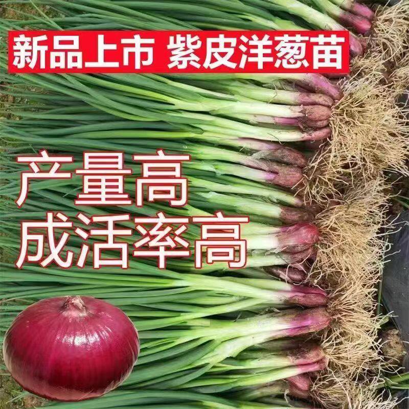水果洋葱秧苗鲜苗洋葱苗子红皮洋葱紫皮洋葱种植秧苗秋冬耐寒蔬菜