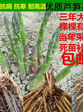 芦笋苗芦笋种根紫色芦笋苗根三年芦笋根四季多年生阳台盆栽蔬菜苗