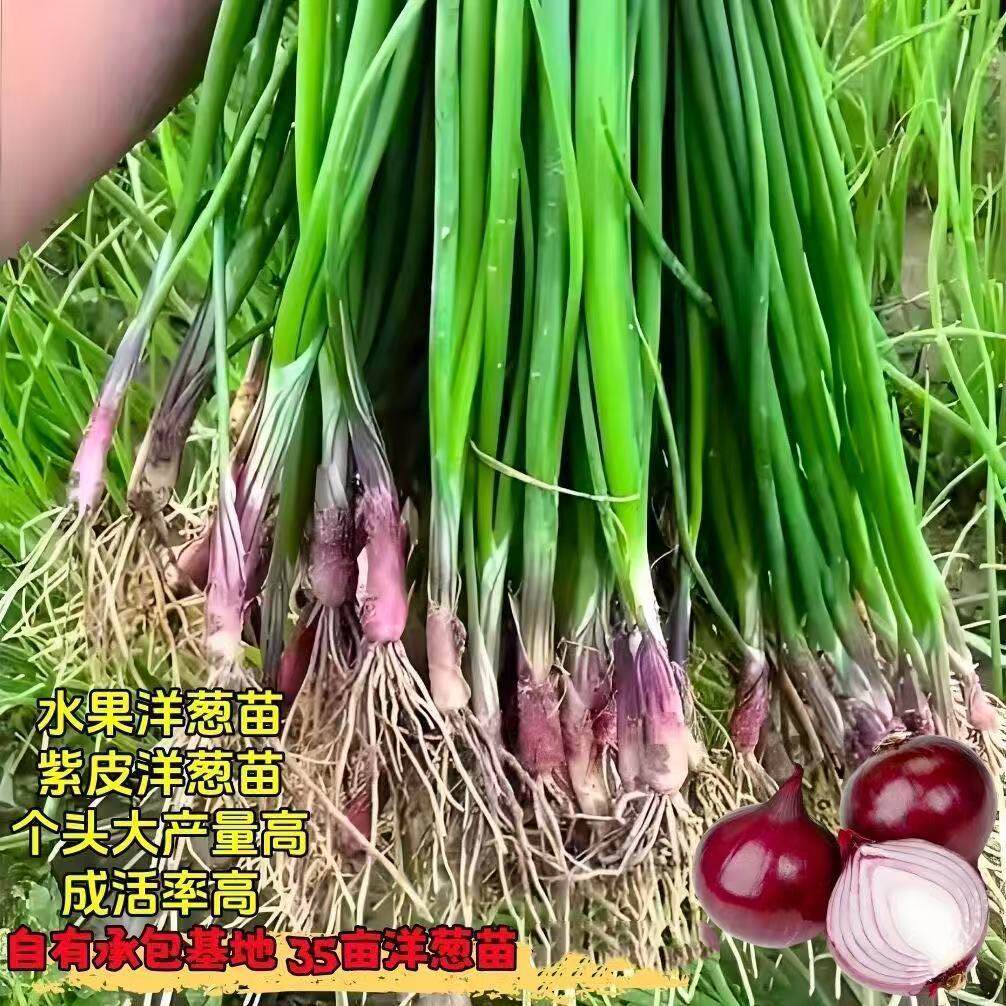 正宗带根耐寒高产水果洋葱苗