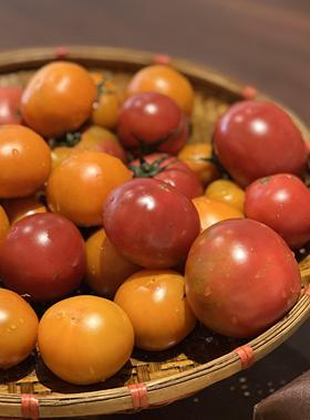 云南塔塔蜜红色番茄老品种番茄高甜高酸风味浓郁新鲜好吃口感