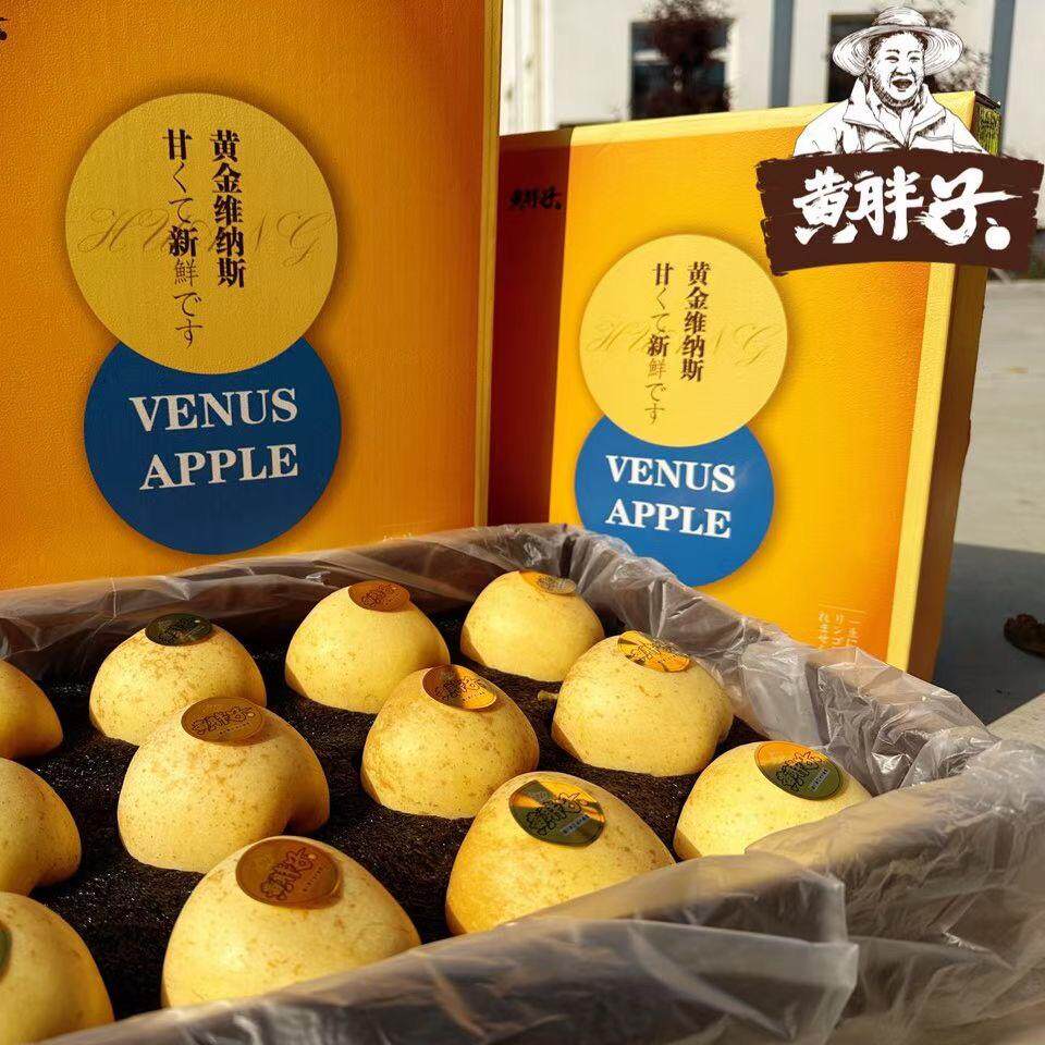 山东黄胖子黄金维纳斯苹果礼盒轻奢硬脆香甜新鲜送礼宝宝辅食好吃