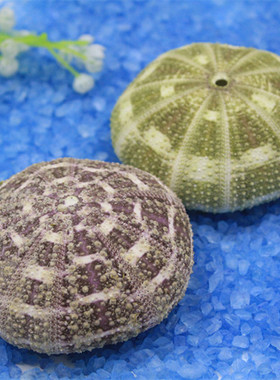 满35元包邮 天然9cm八卦海胆壳摆件 海螺贝壳 装饰 收藏 大号