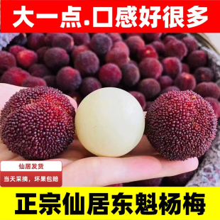 仙居杨梅正宗东魁杨梅新鲜水果大杨梅当季现摘孕妇水果顺丰包邮