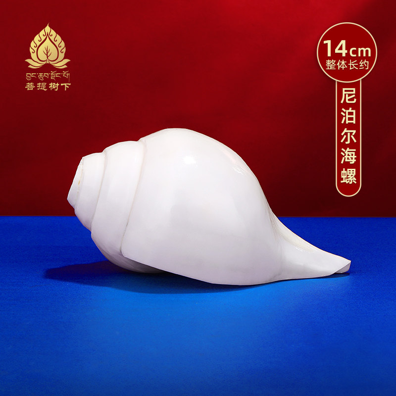 尼泊尔进口大海螺供具八供养佛前八供摆件号角吹响螺白海螺14cm
