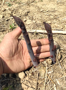 紫色芦笋苗水果蔬菜口感鲜 阳台种植田大棚地种植均可 绿芦笋根苗