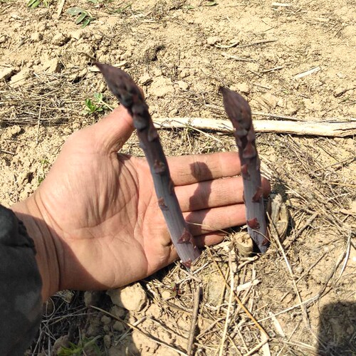 紫色芦笋苗鲜嫩口感阳台可种