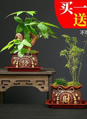 发财树绿植盆栽花卉好养活室内