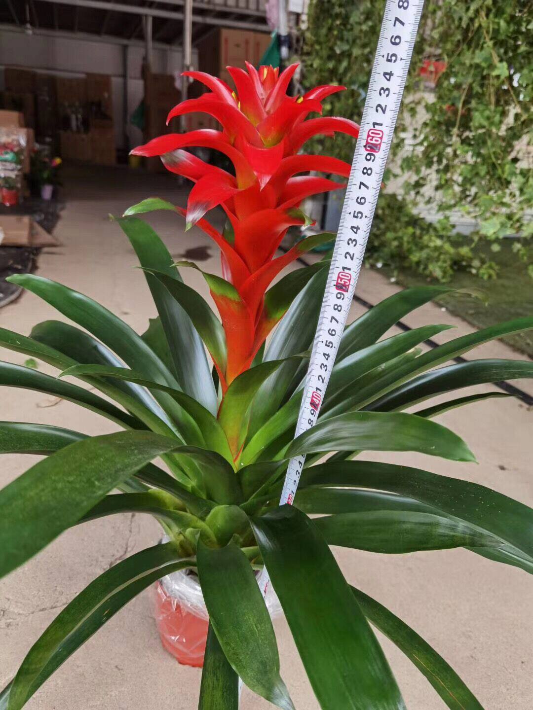 红运当头大盆景真花大盆鸿运当头盆栽植物花卉凤梨红星大型绿植