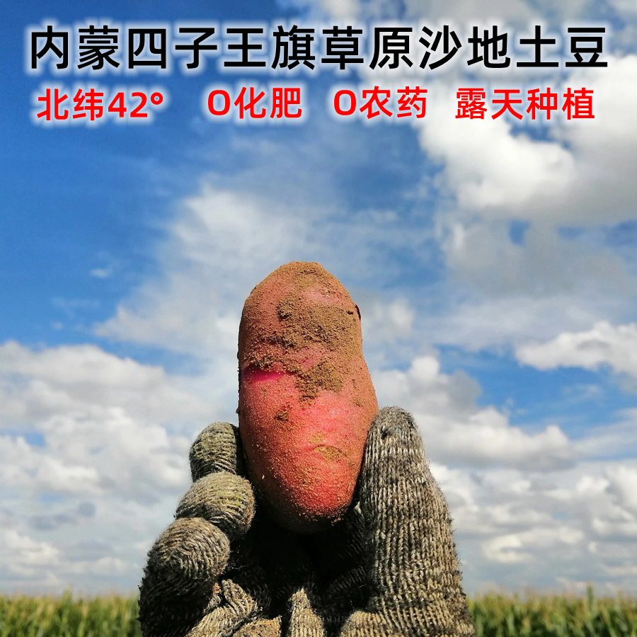 内蒙乌兰察布土豆红皮黄心土豆内蒙古四子王旗土豆沙面新鲜现挖