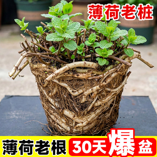 薄荷盆栽薄荷苗老桩可食用盆栽