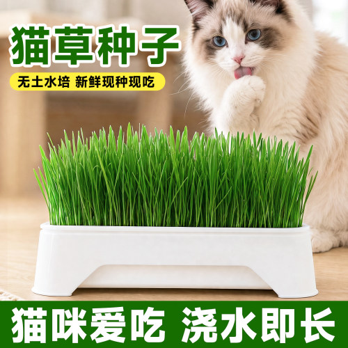 猫草种子懒人盆栽土培种植盒新鲜四季通用种籽育苗小麦籽化毛零食