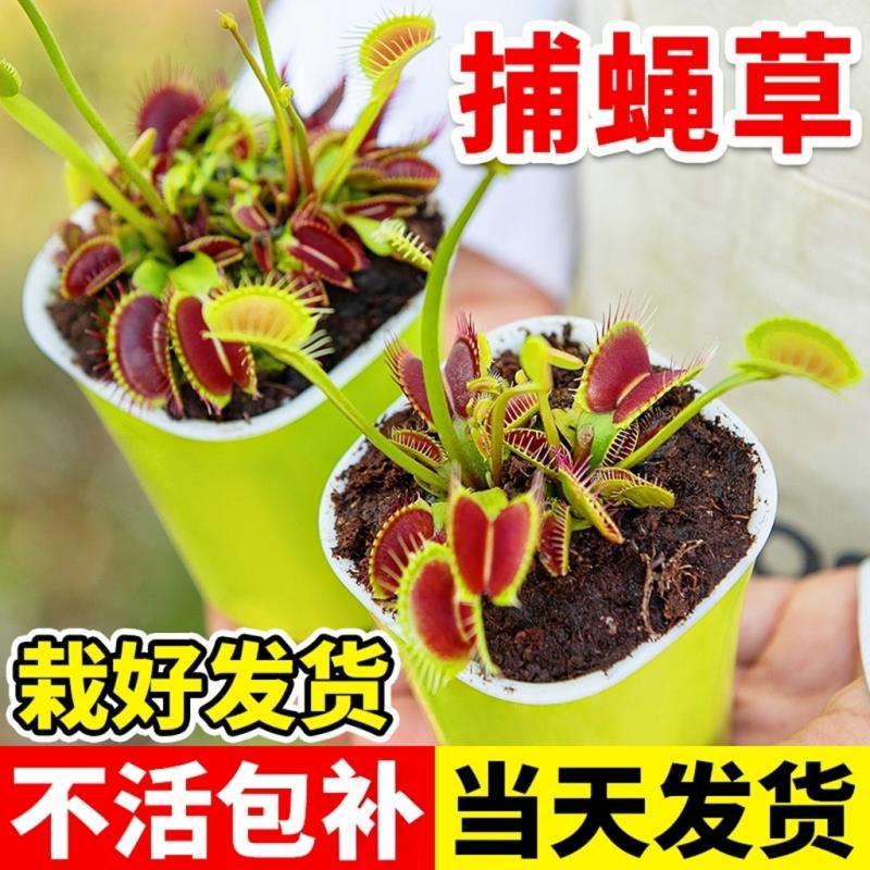 超大捕蝇草盆栽猪笼草茅膏菜食虫绿植物水培趣味驱蚊食人花捕虫草
