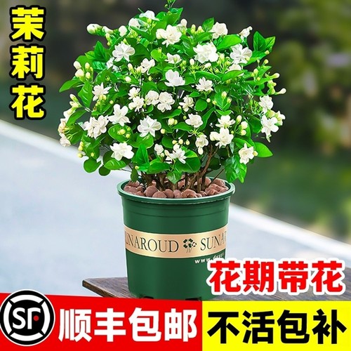 茉莉花盆栽带花苞花苗老桩植物花卉绿植四季室内阳台客厅好养易活