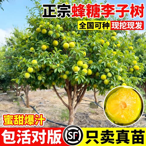 蜂糖李子树苗果树果苗盆栽地栽