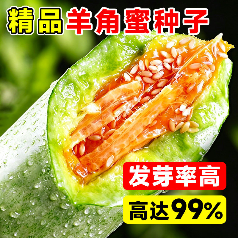 羊角蜜甜瓜种孑甜瓜苗图片