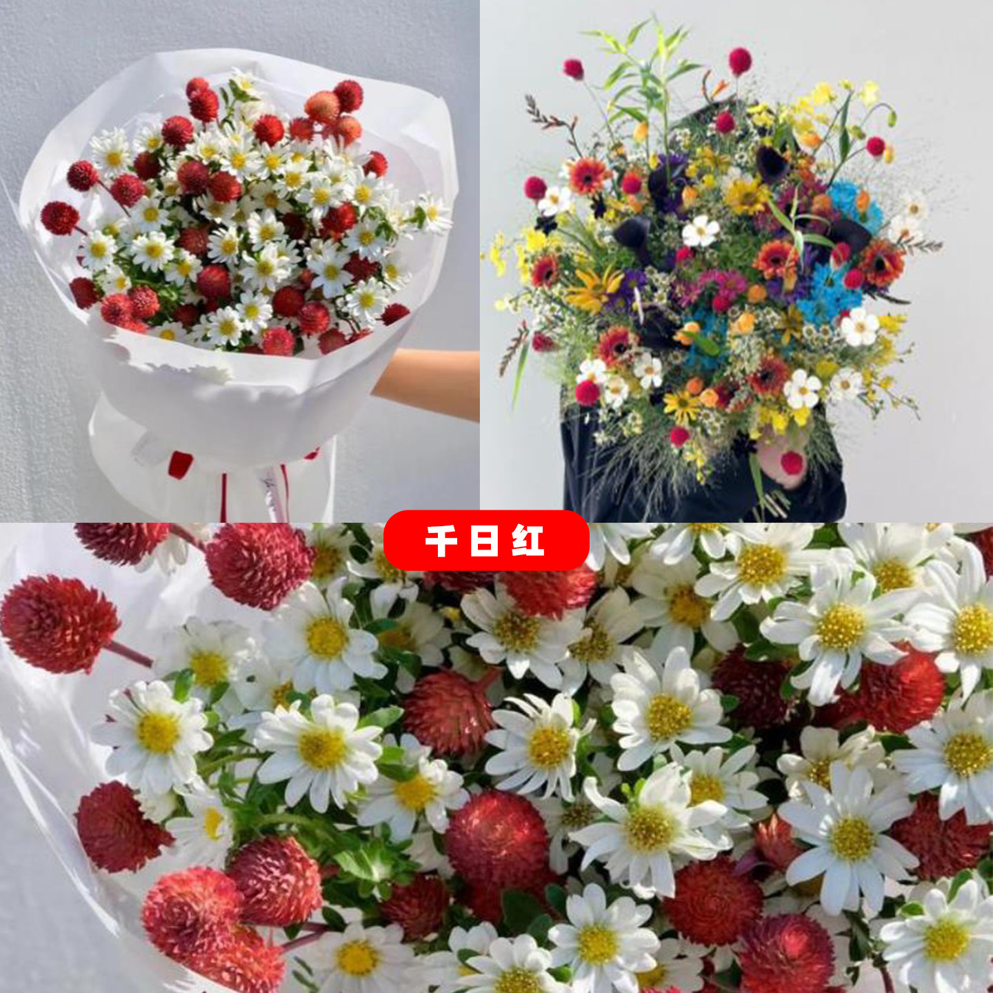 草莓果千日红发财果