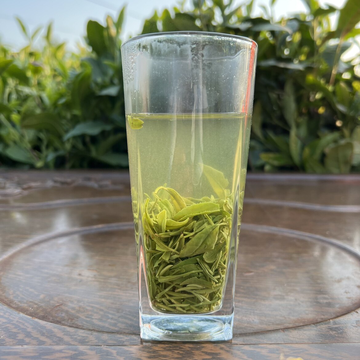 绿茶信阳毛尖新茶2023年雨前茶一级一芽一叶500克