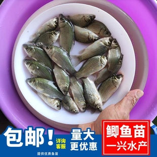 中科三号鲫鱼苗 中科五号鲫鱼苗 快大鲫鱼苗 杂交大白鲫 异育银鲫