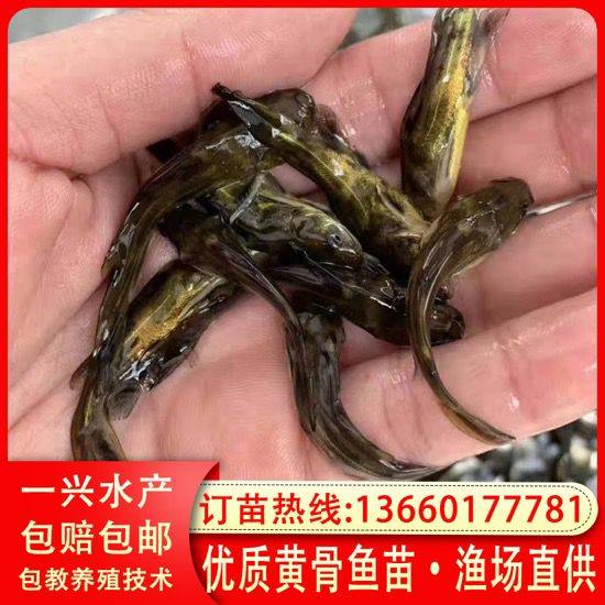 杂交黄骨鱼苗 全雄黄颡鱼苗 黄丫头 昂刺鱼苗 黄辣丁鱼苗淡水