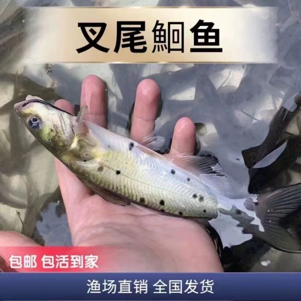斑点叉尾鮰鱼苗 叉尾鱼苗 钳鱼苗回鱼苗 活体包活包邮好养殖