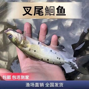 斑点叉尾鮰鱼苗 叉尾鱼苗 钳鱼苗回鱼苗 活体包活包邮好养殖